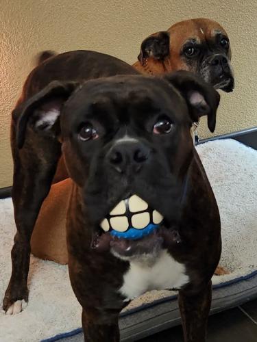 FB_IMG_1742548609271