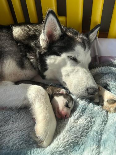 FB_IMG_1742332047367