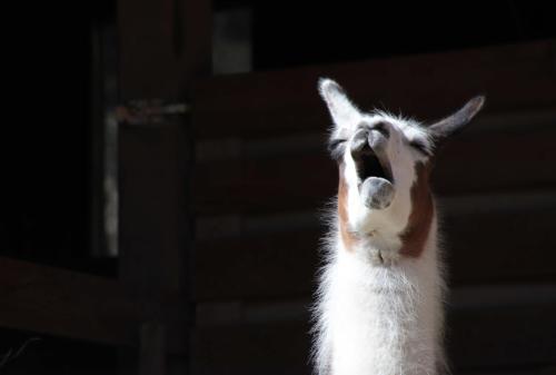 Alpacca