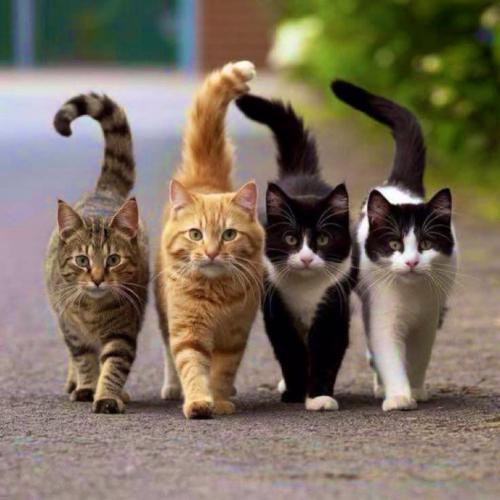 🌟Uno 🐾, Dos 🐾, Tres 🐾, Four Cats‼️