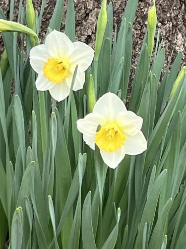 484297502_585698411170420_1845017422670004653_n