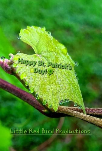 Screenshot_20250317_070834_Gallery