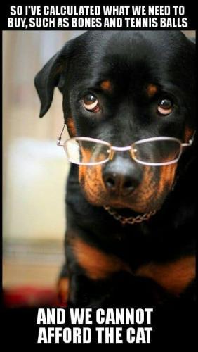Rottweiler-Meme-So-Ive-calculated-what-we-need-to-buy-such-as-bones-and-tennis-ball-and-we-cannot-afford-the-cat