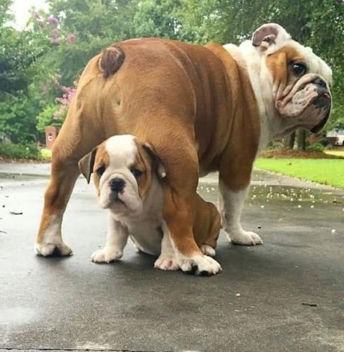 FB_IMG_1741645046561