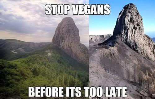 stop vegans