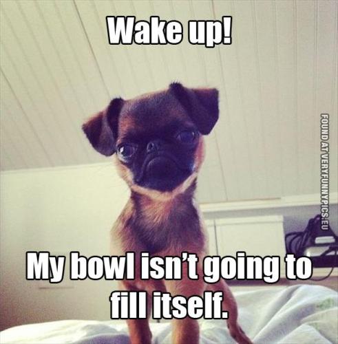 funny-picture-hungry-dog