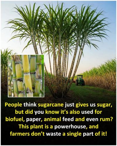 5F7C80BA-789C-49D4-BED6-BEB8FC036782