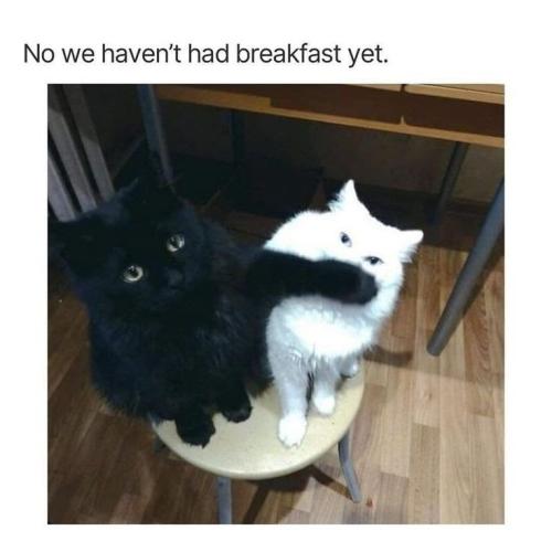 no-havent-had-breakfast-yet