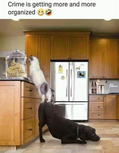 crime-is-getting-more-and-more-organized