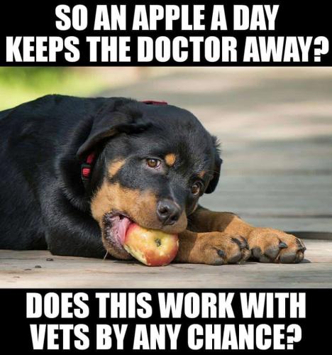 Rottweiler-Meme-So-an-apple-a-day-keeps-the-doctor-away.-Does-this-work-with-vets-by-any-chance.