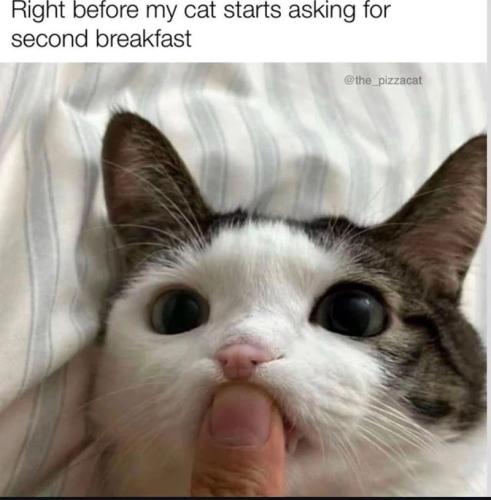 right-before-my-cat-starts-asking-second-breakfast-the_pizzacat