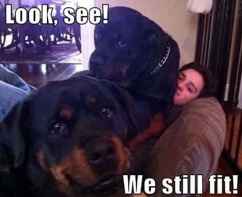 Rottweiler-Meme-Look-see-We-still-fit