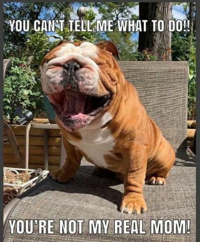 FB_IMG_1743256662946