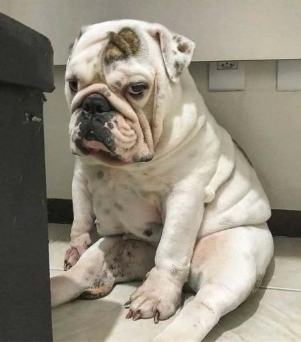 FB_IMG_1741213949976