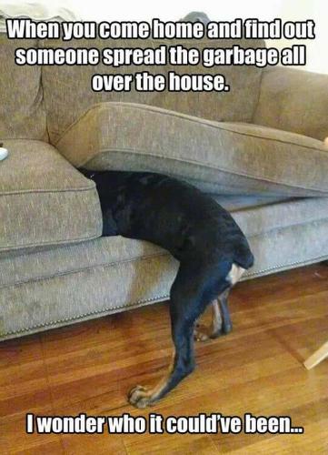 Rottweiler-Meme-When-you-come-home-and-find-out-someone-spread-the-garbage-all-over-the-house.-I-wonder-who-it-couldve-been...