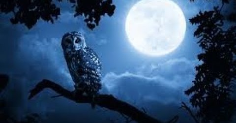 ,     ,       273410949_71196934381