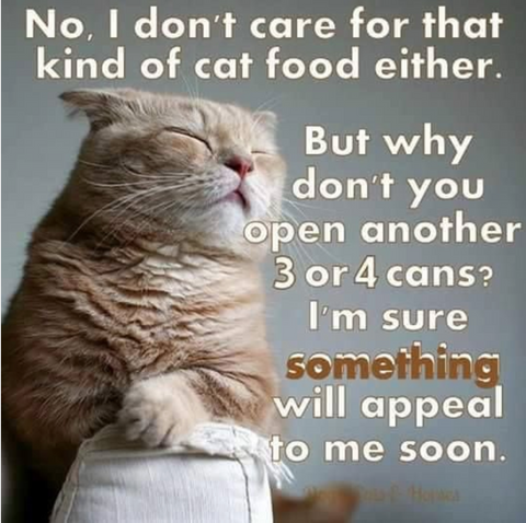 Screen_Shot_2022-10-27_at_6.34.59_PM_480x480