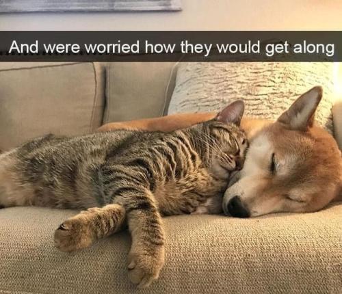 and-were-worried-they-would-get-along