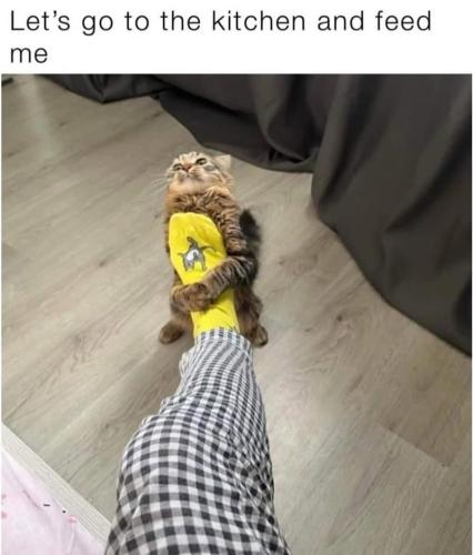 lets-go-kitchen-and-feed