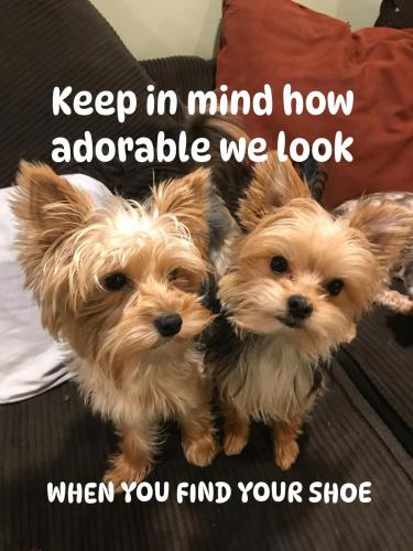 FB_IMG_1744235310153