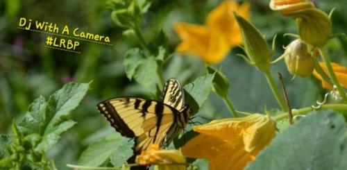 Screenshot_20250410_073557_Gallery