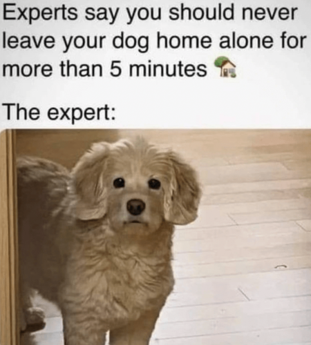 experts-say-should-never-leave-dog-home-alone-more-than-5-minutes-expert