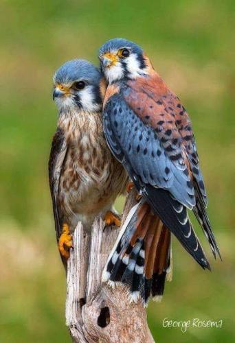 FB_IMG_1554043705614