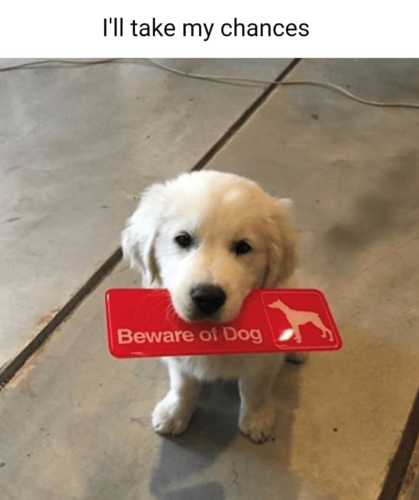 take-my-chances-beware-dog
