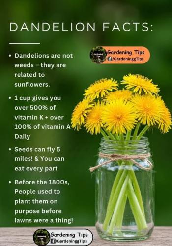 dandelions