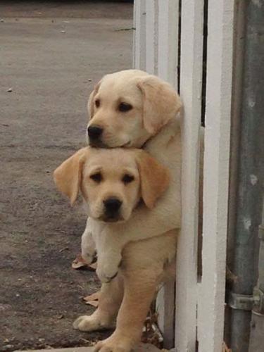 FB_IMG_1743445925102