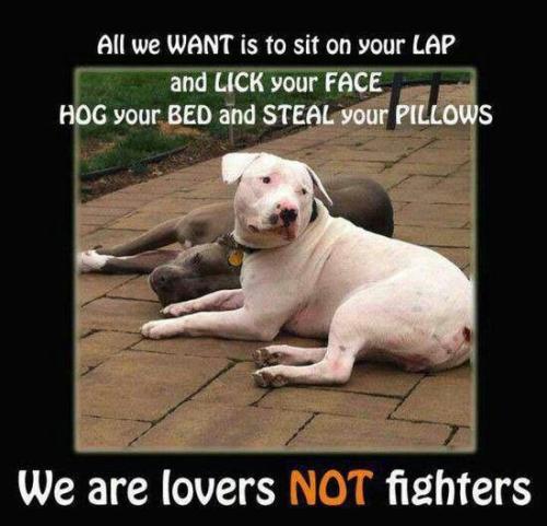 a33c36bb8ea675863849ddd9c2014808