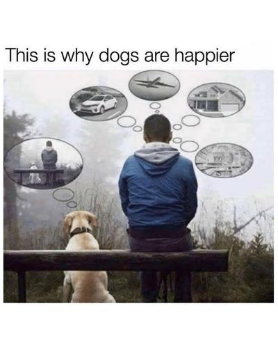 0-this-is-why-dogs-are-happier-0