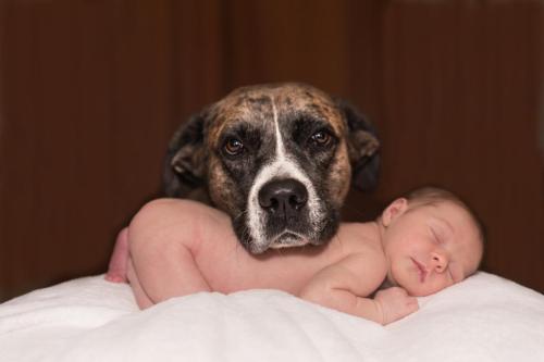 dog-1718242