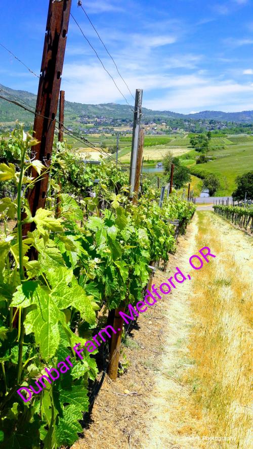 20170523_134141-EFFECTS~2-wm-445434.6000000015_watermarked