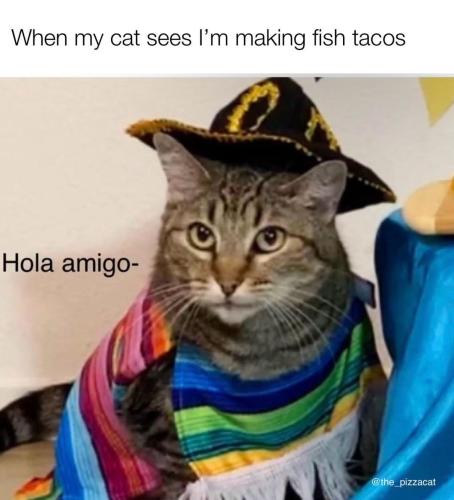 taco-tuesday-v0-ii7t53jfjnlc1