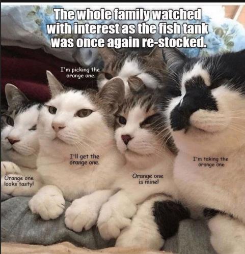 d8b0aafa076db4e6f4335bf94fd7fee6