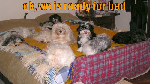 funny-dog-picture-we-is-ready-for-bed
