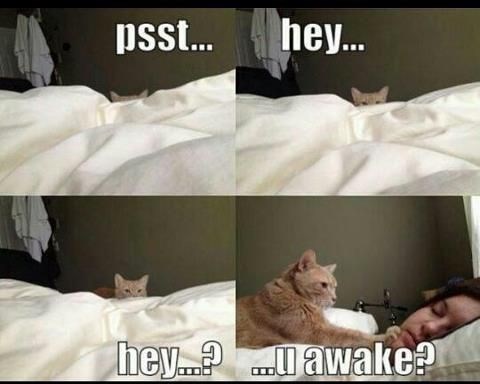 text-hey-psst-hey-awake