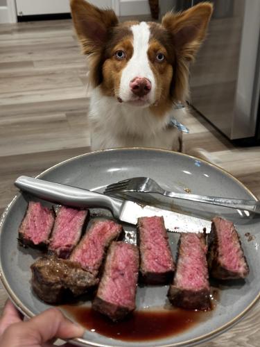 dogs-first-steak-v0-0yzxysu7j3re1