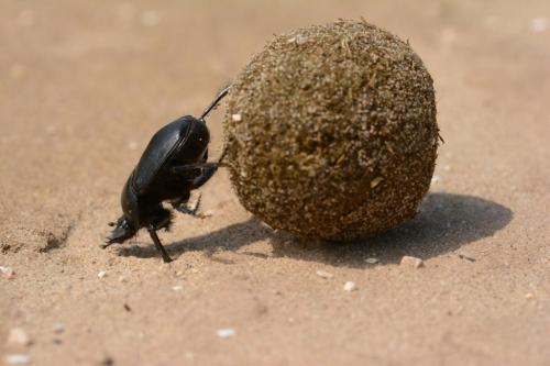 scarab-2490586_1920
