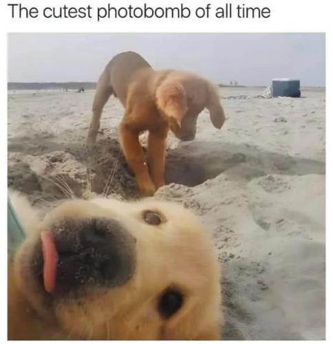 dog-memes-4-20250402