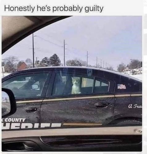 honestly-hes-probably-guilty-county-ed-tra-bu