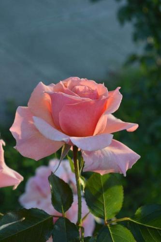 FB_IMG_1554560985648-1