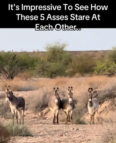 image_083F494B-60EE-422F-A728-821479D7D388