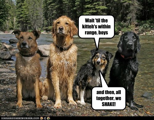 wait-til-the-kittehs-within-range-boys