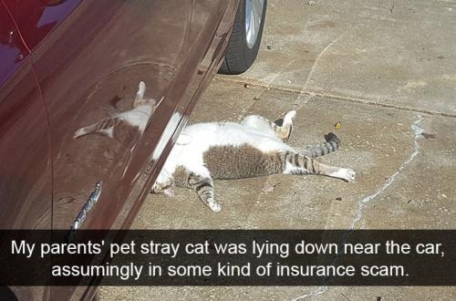 my-parents-pet-stray-cat-lying-down-near-car-assumingly-some-kind-insurance-scam