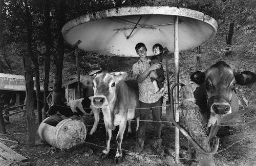 Donnie-with-Baby-&-Cows,-99----copy-1