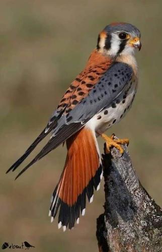 FB_IMG_1554329589802