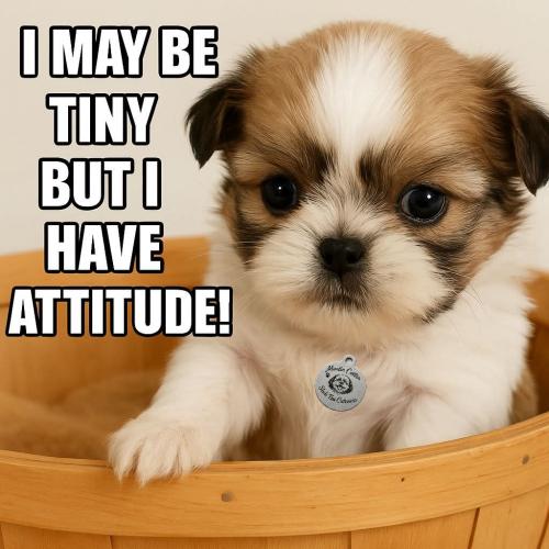 FB_IMG_1745681488689