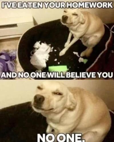 dog-memes-9-20250402